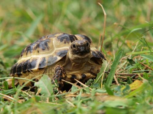testudo-horsfieldi.jpg