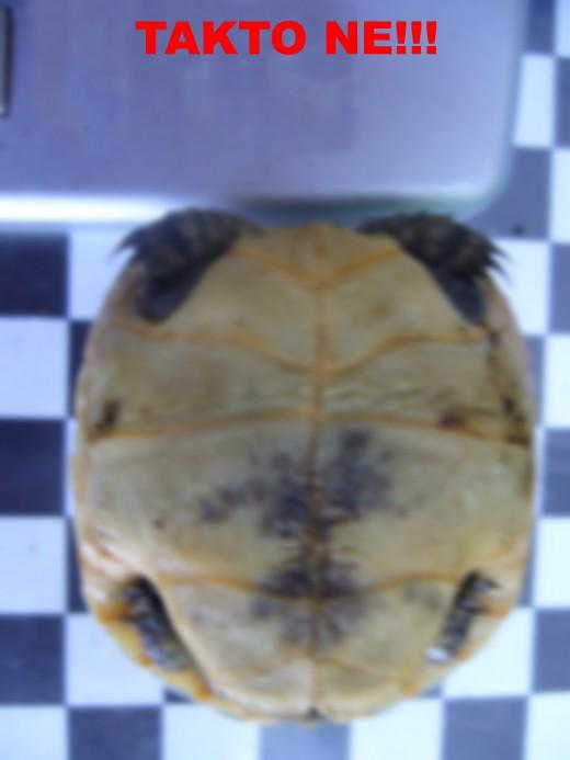 t.graeca--13-.jpg