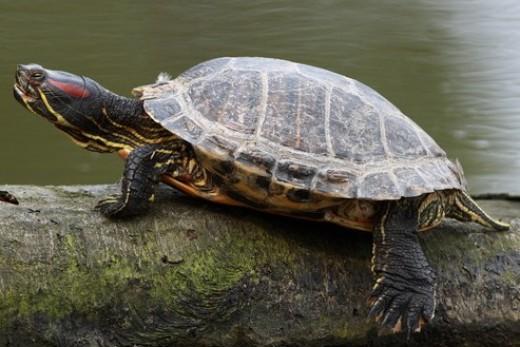 zelva-nadherna---trachemys-scripta-elegans.jpg