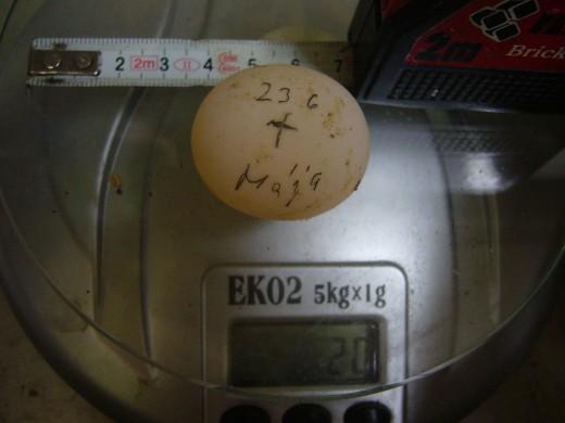 %C5%BDelv%C3%AD-rok-23.6.10-021.jpg