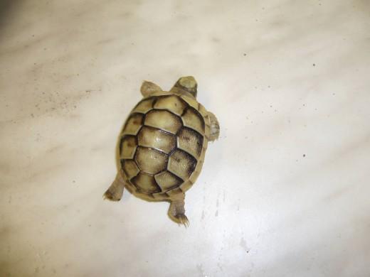 Testudo-marginata-17.7.10-015.jpg