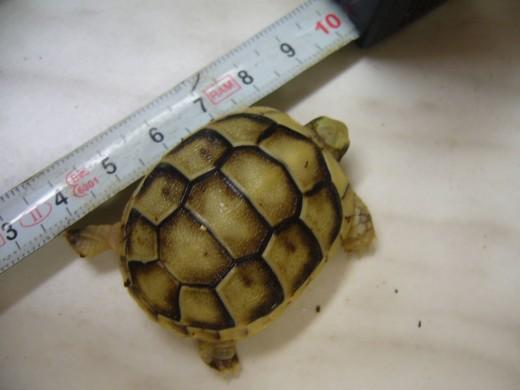 Testudo-marginata-17.7.10-009.jpg