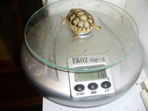 Testudo-marginata-17.7.10-012.jpg