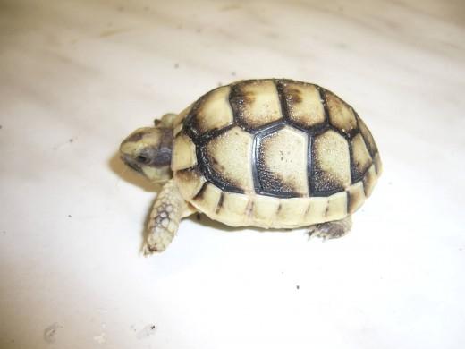 Testudo-marginata-17.7.10-020.jpg
