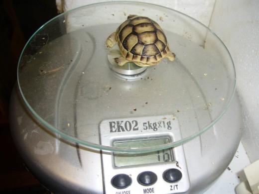 Testudo-marginata-17.7.10-022.jpg