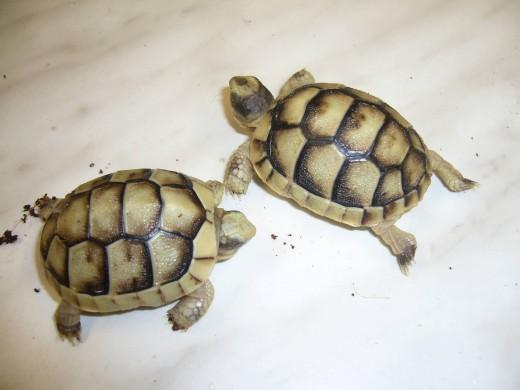 Testudo-marginata-17.7.10-026.jpg