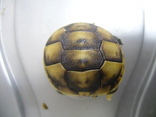 modelky-odchovy-29.7.10-008.jpg